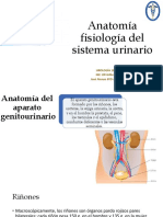 1. Anatomía y Fisiología (Urología)