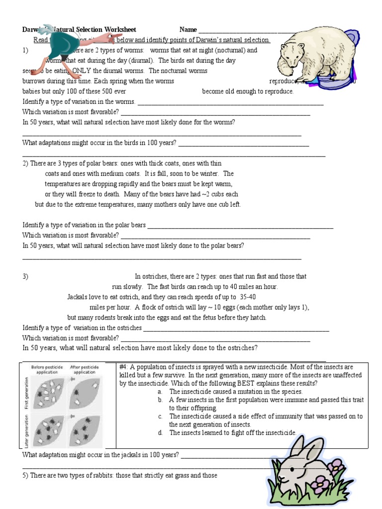 Darwin's Natural Selection Worksheet Name | PDF | Bears | Owl