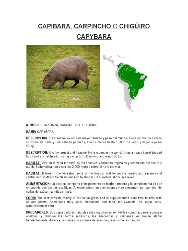 Capibara Tarea | PDF