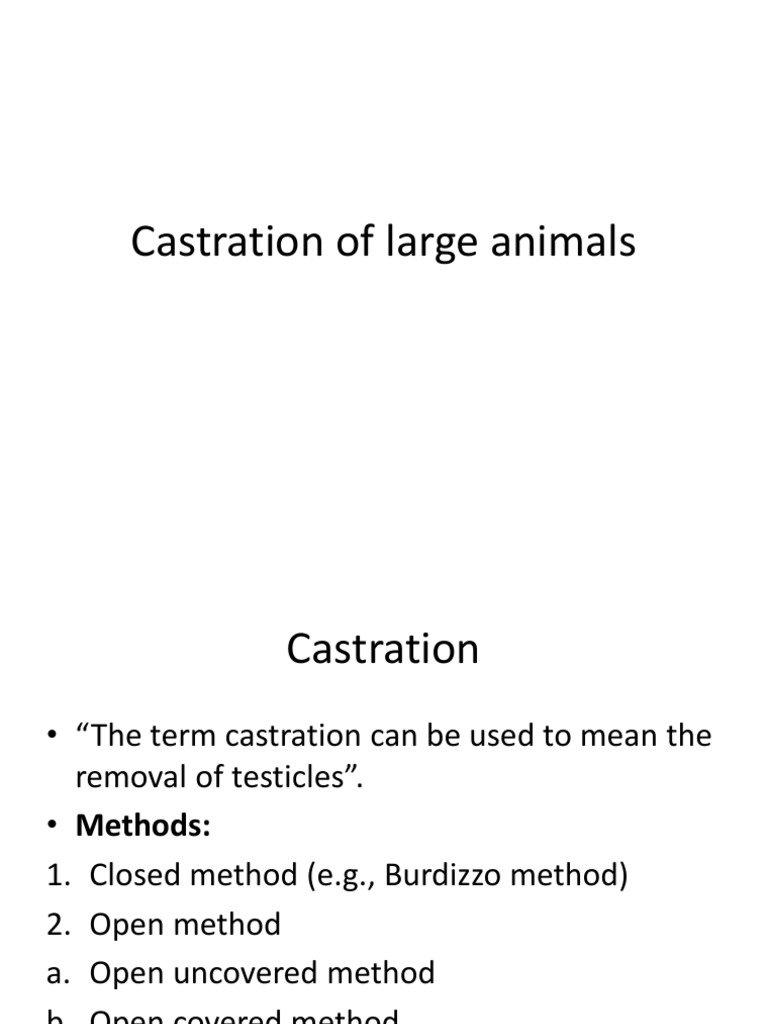 Castration of Large Animals | PDF | Testicle | Clinical Medicine