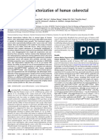 Phenotypic Characterization of Human Being and Other Colorectal Cancer Stem Cells