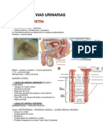 Trauma VIAS URINARIAS 