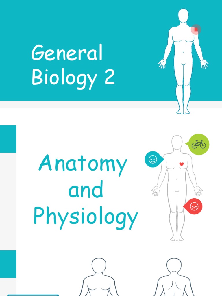 Week 2 Respiration and Circulation PDF Respiratory System Gill