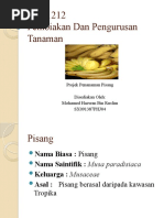 Download Power Points Tanaman Pisang by Max Where SN52641078 doc pdf