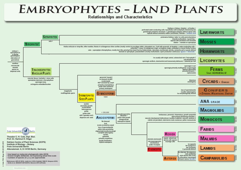 Embryophytes Land Plants Relationships and Characteristics (2019
