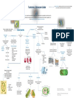 Función y Estructura Celular