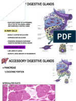 Accessory Digestive Glands: Pancreas