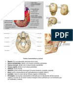 Puntos Craneométricos y Suturas