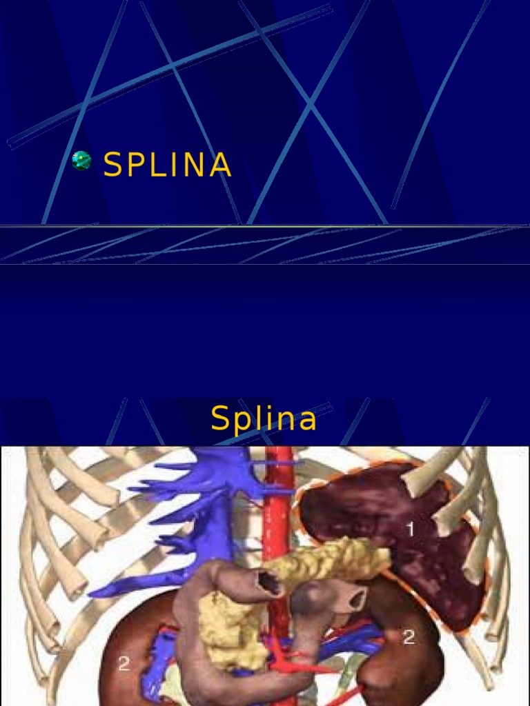 Splina | PDF