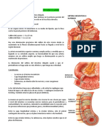 13 Organos Inframesocolicos