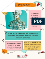 Anatomia Del Esqueleto