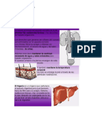 Guia 2 de Fisioanatomia