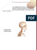 A-003 Anatomia C