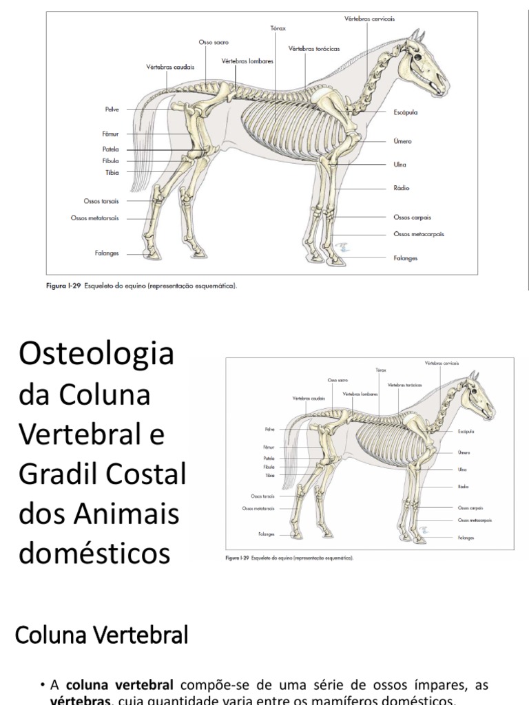 Osteologia Da Coluna Vertebral e Gradil Costal Dos Animais Domésticos ...