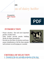 Assignment On:: Selection of Dairy Heifer