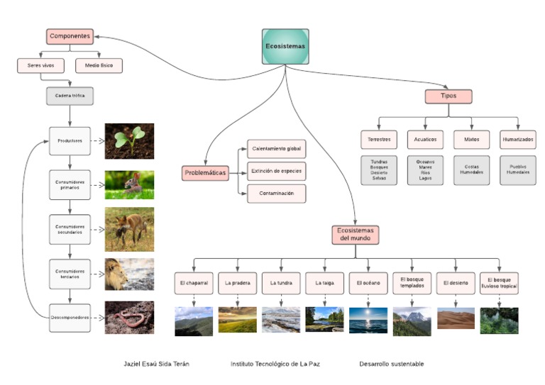 Hoja De Trabajo Con Mapa Conceptual De Ecosistemas Los Ecosistemas