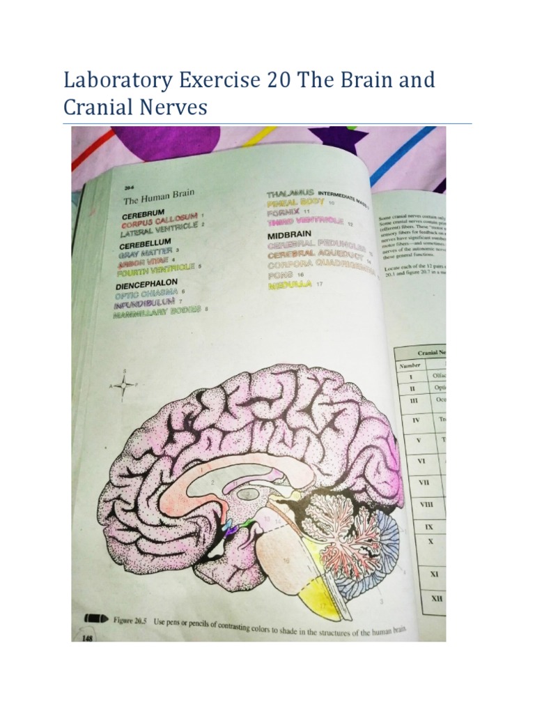 Laboratory Exercise 20 The Brain and Cranial Nerves PDF