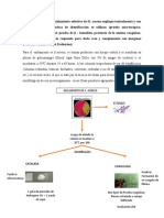 Identificación