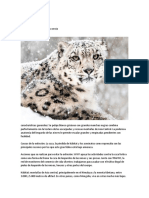 Leopardo de Las Nieves