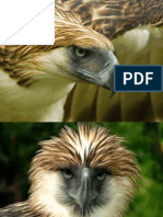 The Philippine Eagle