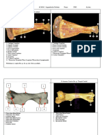 LKP Osteologi 2 Appendicular Skeleton