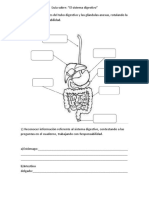 Guía Sobre El Sistema Digestivo 5 Básico