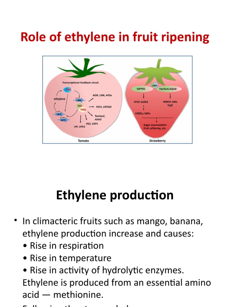 Role of Ethylene in Fruit Ripening PDF Chemistry Physical Sciences