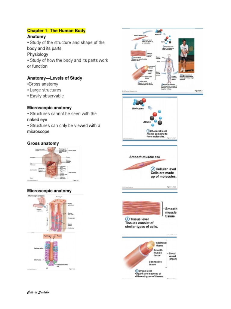 Chapter 1: The Human Body Anatomy: Cute Si Sachiko | PDF | Adrenal ...