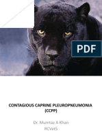 Contagious Caprine Pleuropneumonia (CCPP): Causes, Symptoms, and Treatment