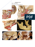 MUSCULOS E ATM Academica Beatriz Chaveir