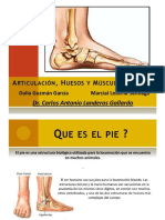 Articulaciones Huesos Musculos Pie