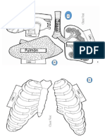 Aparato Respiratorio + Evaluación FOTOD