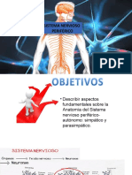 Sistema nervioso periférico: anatomía y organización del sistema nervioso autónomo