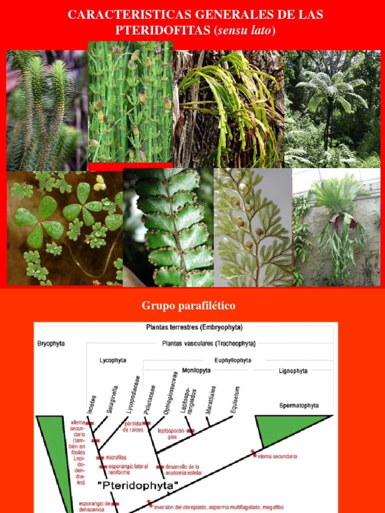 Lycophyta 2021 | PDF | Ramas de la botánica | Eucariotas