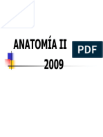 Anatomia 2 Teorico Numero 1