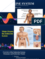 Endocrine System Overview