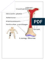 long bone pictures