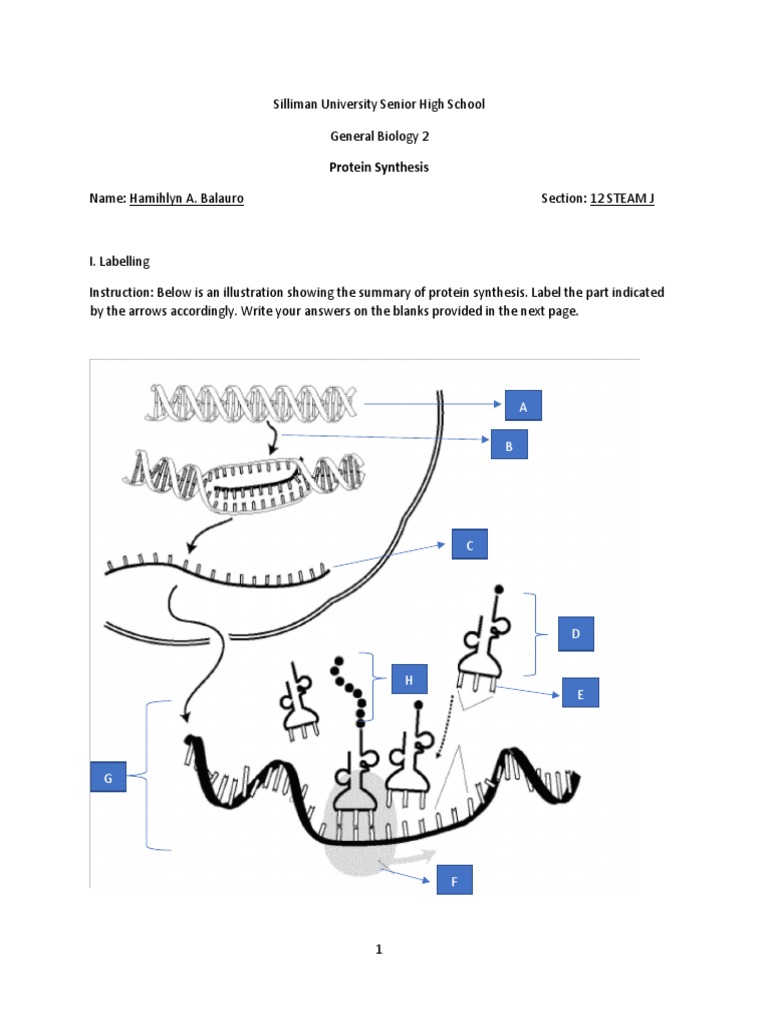 Protein Synthesis Labeling Worksheet | PDF | Translation (Biology ...