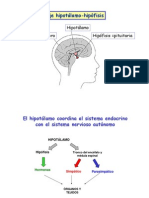 Eje Hipotalamo-Hipofisis