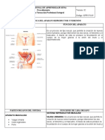 Ficha Del Aparato Reproductor Masculino y Femenino