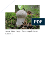 Jamur Atau Fungi 