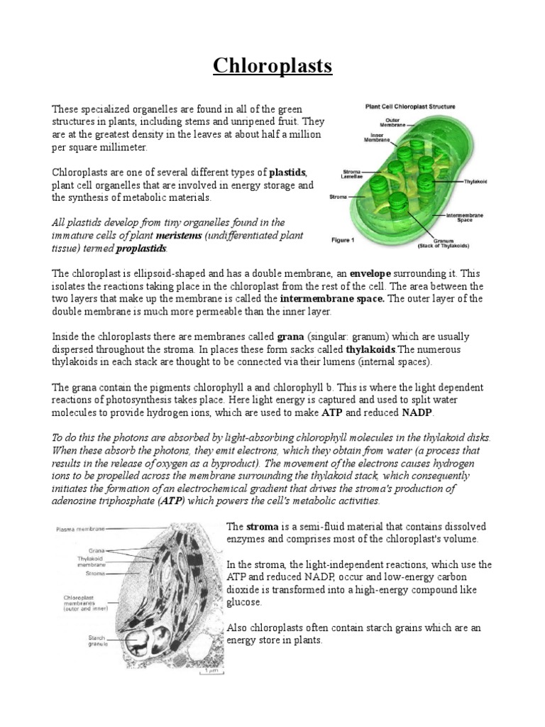 Chloroplasts | PDF | Chloroplast | Molecular Biology