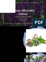 Salvia Officinalis - Codreanu Stefania
