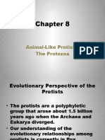 Documents - Pub Chapter 8 Animal Like Protists The Protozoa Evolutionary Perspective of The