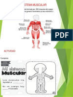 El Sistema Muscular