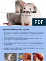 Respritory System Rat