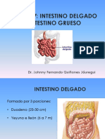 Teoría 27: Intestino Delgado - Intestino Grueso: Dr. Johnny Fernando Quiñones Jáuregui