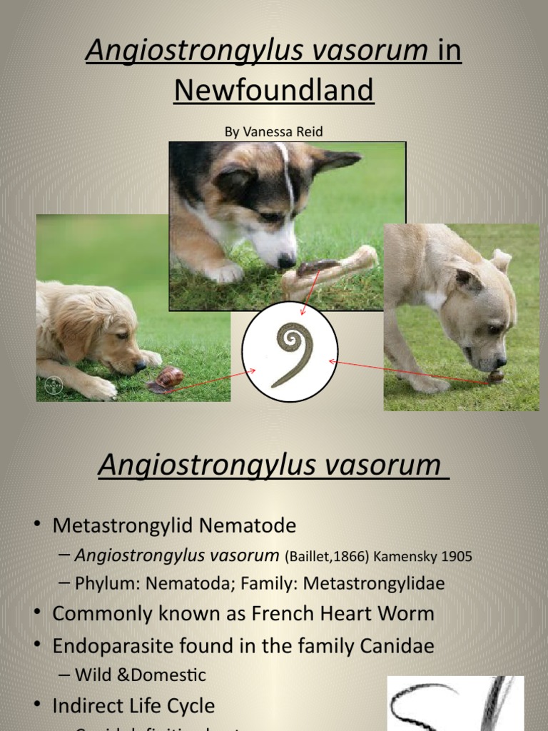 Angiostrongylus Vasorum In: Newfoundland | Download Free PDF | Zoology ...