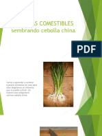 PLANTAS COMESTIBLES exposicion