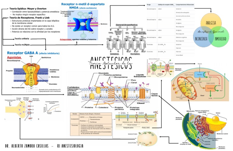 Mapa Mental Teoria Anestesia | PDF
